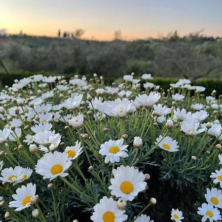 Lantgård La Rustica Pianella (Pescara)