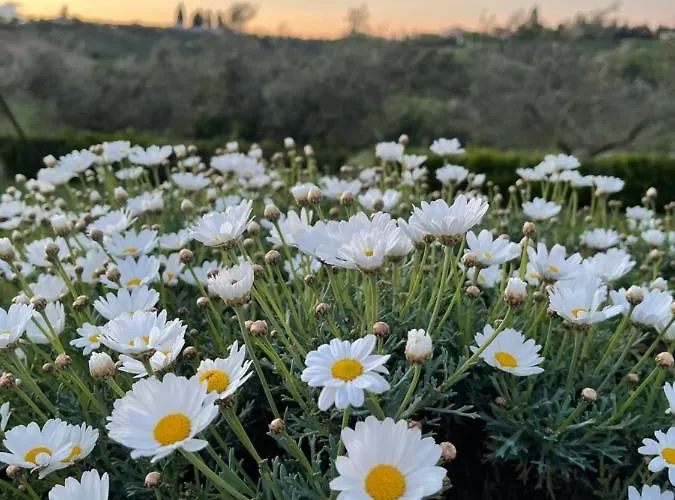 مزرعة للإقامة La Rustica Pianella (Pescara)